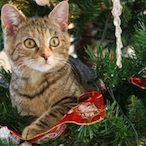 NekoXmas's Avatar'