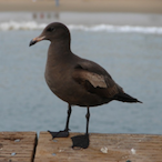 LeMiccyJames's Avatar'