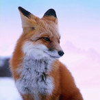 Foox_Saverrr's Avatar'