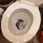 FeelsAngryMan's Avatar'