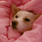 namhanbi's Avatar'