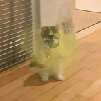 AKITOkiku's Avatar'