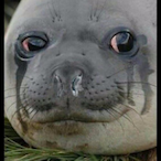 Fancypants2400's Avatar