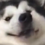 good-boy211's Avatar'