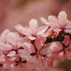 twofold-simile72's Avatar'