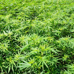 Hemp.On.Hemp's Avatar'