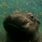 hippohero102's Avatar'