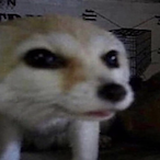 ofekk's Avatar'