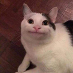 EncikKucing's Avatar'