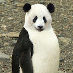 Popothepanda4's Avatar'