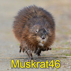 Muskrat46's Avatar'