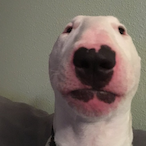Koasballs's Avatar'
