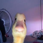 NotACrakhead's Avatar'