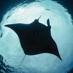 IndoThermic's Avatar