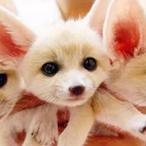 TownInGo-OGC's Avatar'