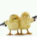 Pidgey2222's Avatar'