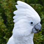 HooeyMacgoose's Avatar'