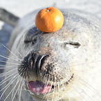 Cpt.SealClubber's Avatar'