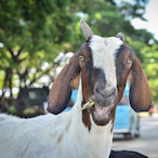 Goats_Noum's Avatar'