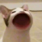 Mayo_Soup's Avatar'
