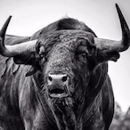 usonoobj's Avatar'