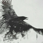 The.Black.Fox's Avatar'