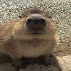 CapyBaraMan.'s Avatar'