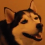 SirLacksALot1's Avatar'