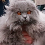 TheChowderCat's Avatar'