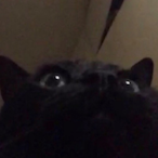 sweatybinxy's Avatar'