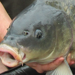 FISH.L_eg3nd's Avatar'
