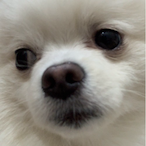 ZaiZaiIsADog's Avatar'