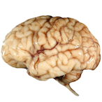 AllBrain-NoAim's Avatar'