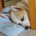 LegitPro.Suola's Avatar'