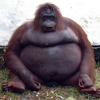 LordLipPillow's Avatar'