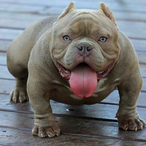 DogRebaxado's Avatar'