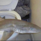 lamBlackBird's Avatar'