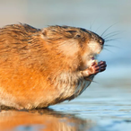 Muskrat2's Avatar'