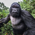 King_Harambe_16's Avatar'