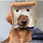 Schnitzel_AT's Avatar'