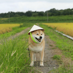 RiceFieldDoggo's Avatar'