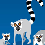 Ringstaartmaki.'s Avatar'