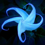 zinulez.'s Avatar'