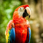 I_am_parrot's Avatar'
