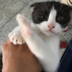 Admiral.Jebi.-'s Avatar'
