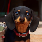 OOFER_CHRIZ's Avatar'