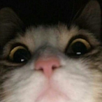 llIRogueIll.vLT's Avatar