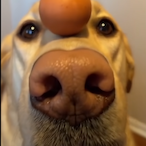 TIKTOK-Wuhcoo's Avatar'