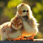 DankChickens's Avatar'