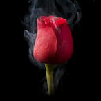 BBRC_R4ptus's Avatar'